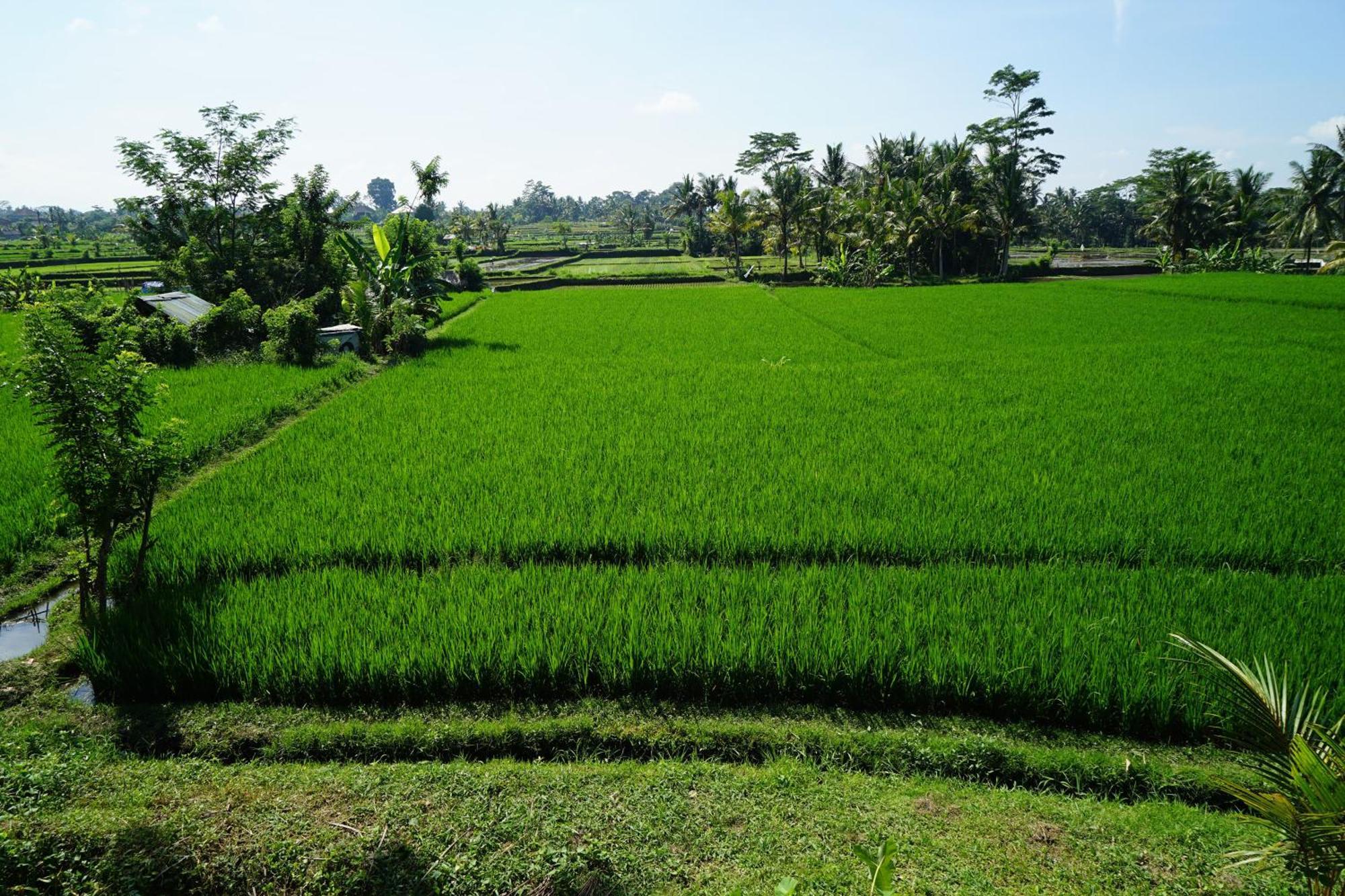 Santun Luxury Private Villas-CHSE CERTIFIED Ubud Habitación foto